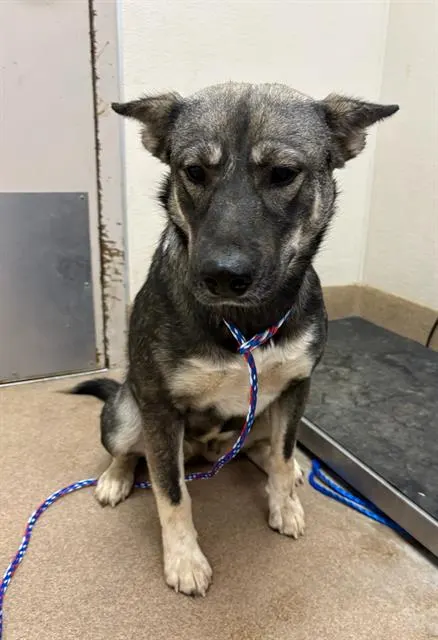 Adoptable Dog