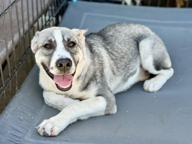 Adoptable Dog