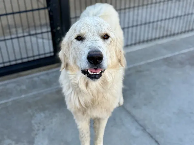 Adoptable Dog