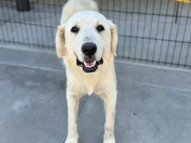 Adoptable Dog
