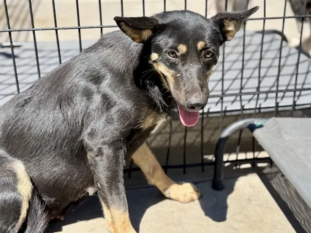 Adoptable Dog