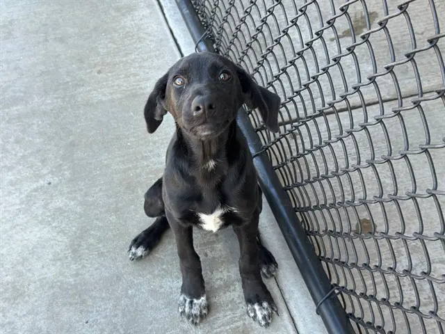 Adoptable Dog