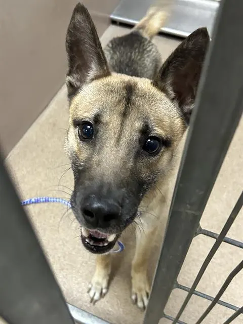 Adoptable Dog