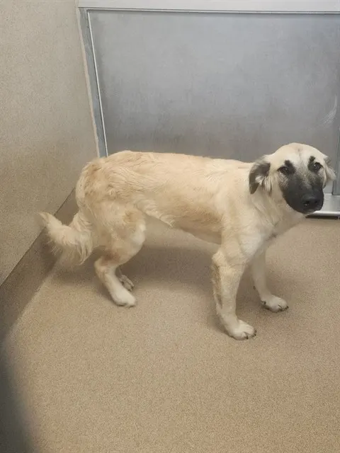 Adoptable Dog