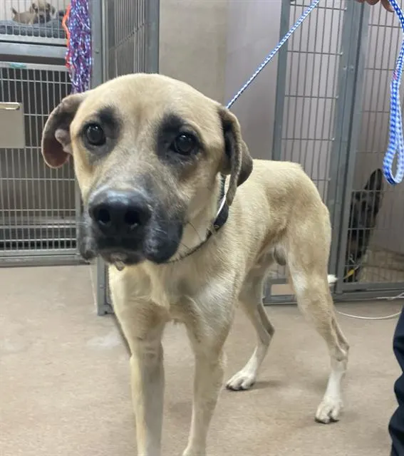 Adoptable Dog