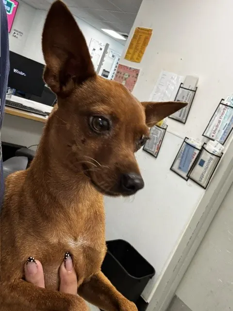 Scooby