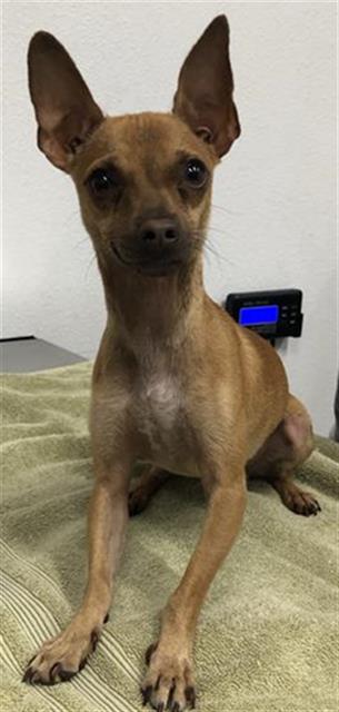 Adoptable Dog