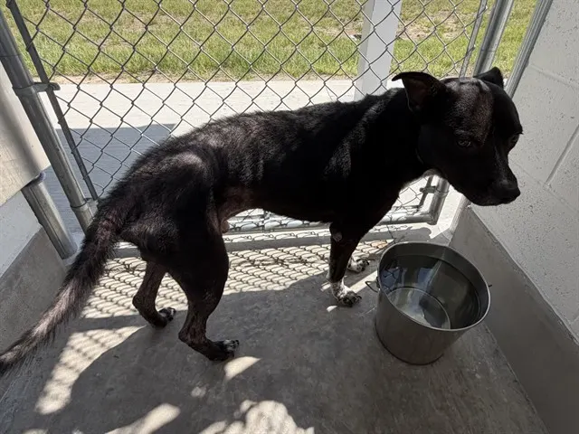 Adoptable Dog