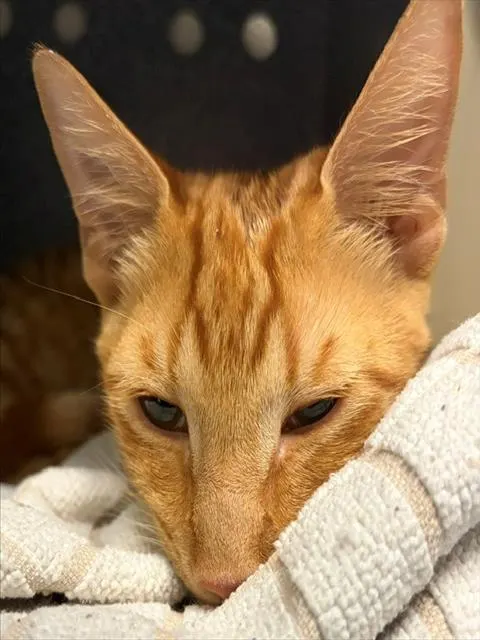 Adoptable Cat