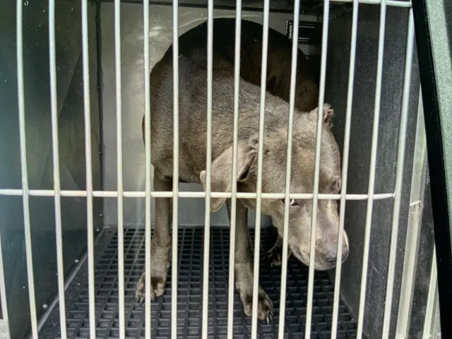 Adoptable Dog