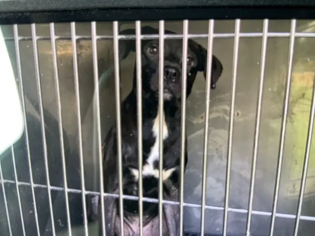 Adoptable Dog