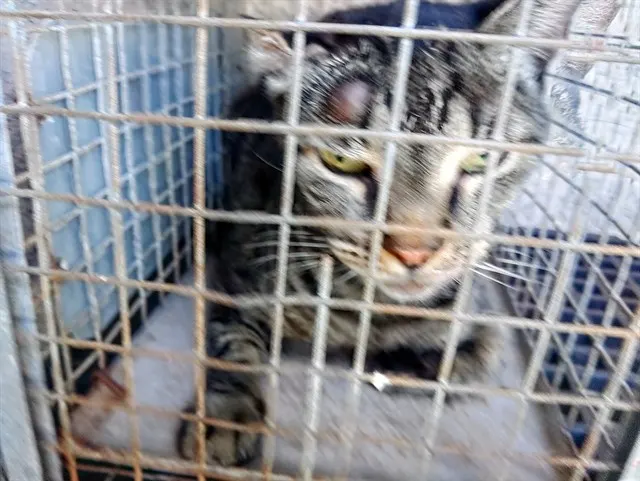 Adoptable Cat
