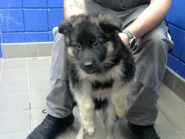 Kuma
