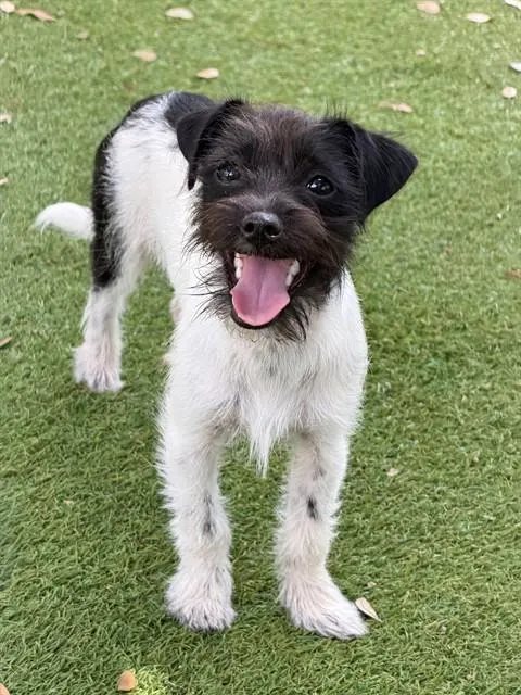 Elvis