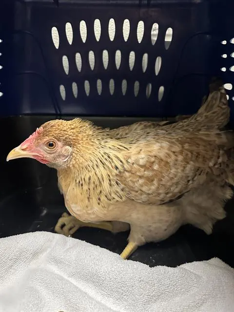 *Miss Pecky