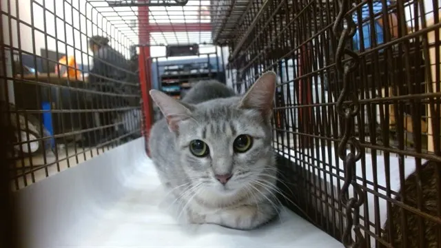 Adoptable Cat