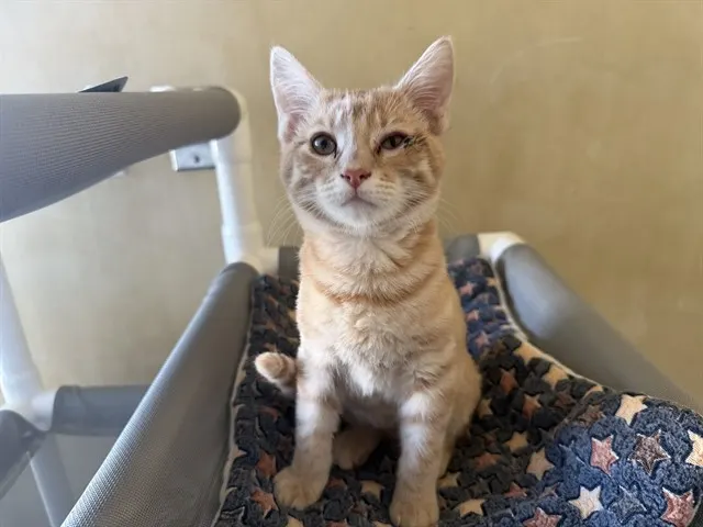 Tibor