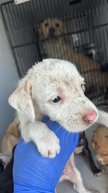 Adoptable Dog