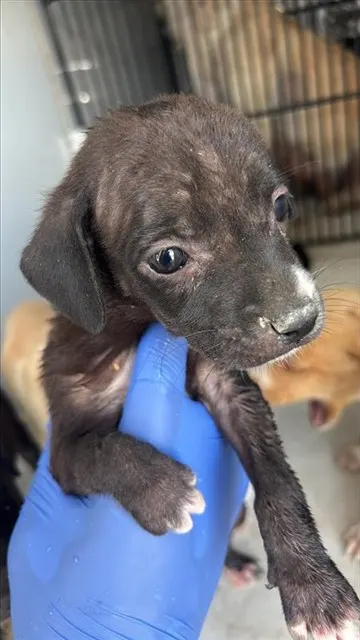 Adoptable Dog
