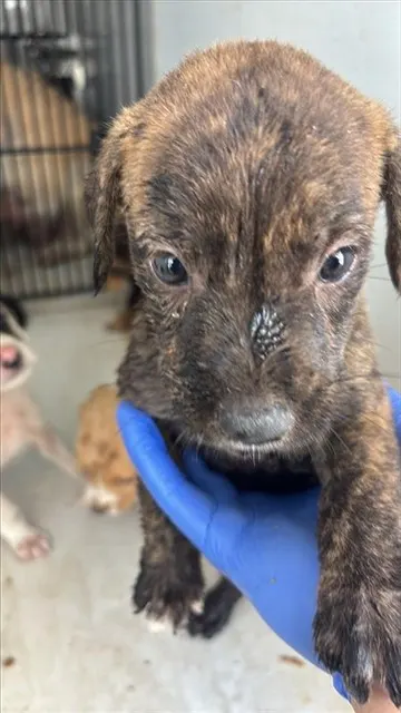 Adoptable Dog