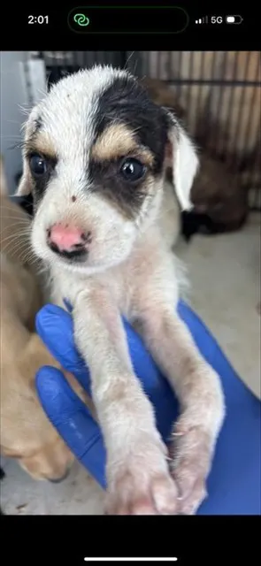 Adoptable Dog