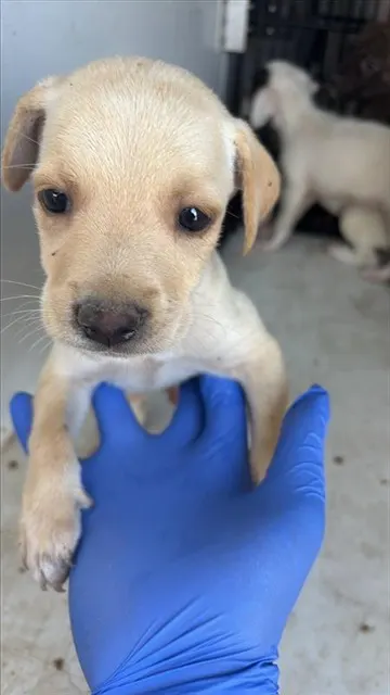 Adoptable Dog