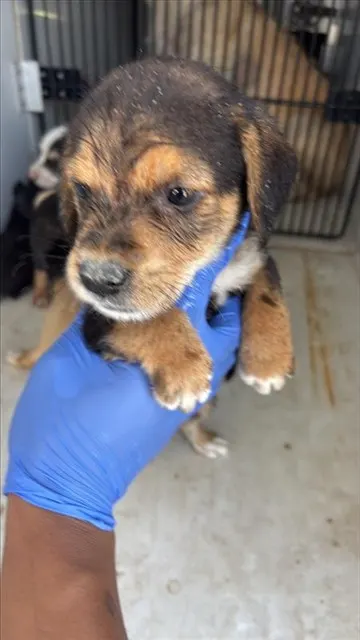 Adoptable Dog