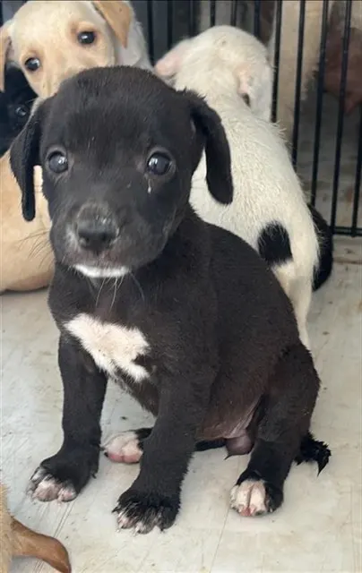 Adoptable Dog