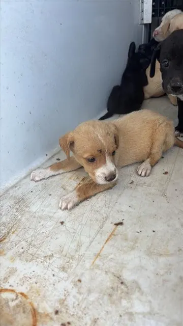 Adoptable Dog