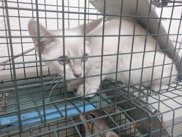 Shasta