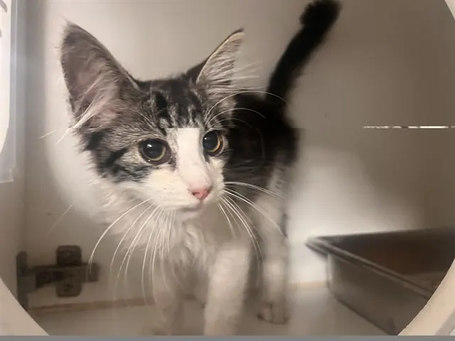 Adoptable Cat