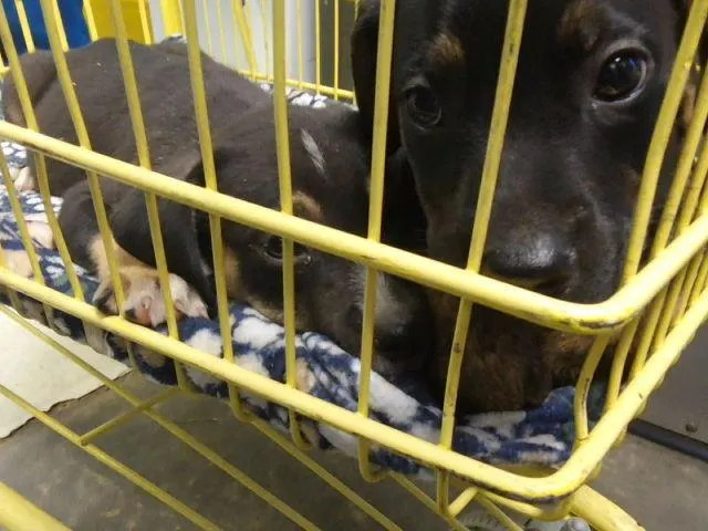 Adoptable Dog