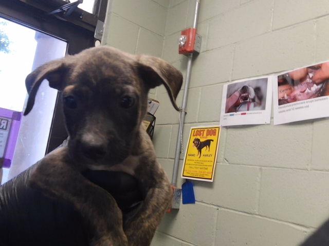 Adoptable Dog