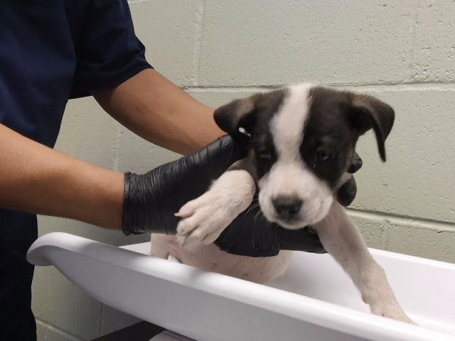 Adoptable Dog
