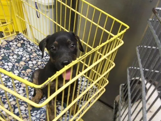 Adoptable Dog