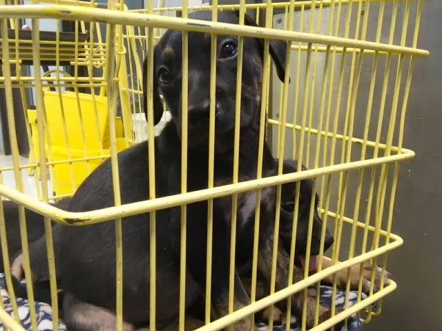 Adoptable Dog