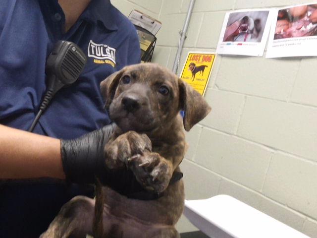 Adoptable Dog