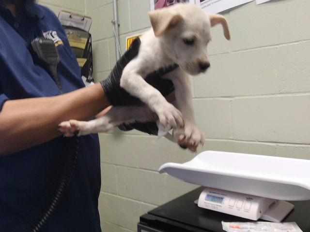 Adoptable Dog