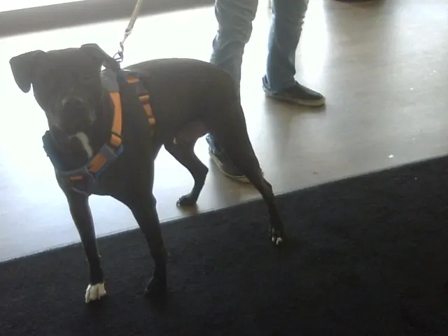 Rex