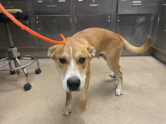 Adoptable Dog