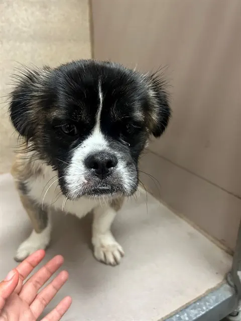 Adoptable Dog