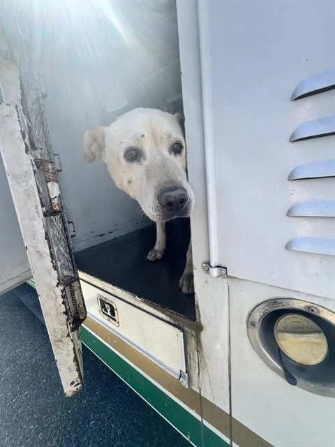 Adoptable Dog