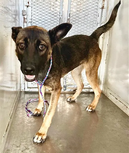Adoptable Dog