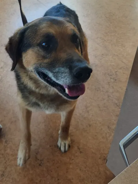 Adoptable Dog