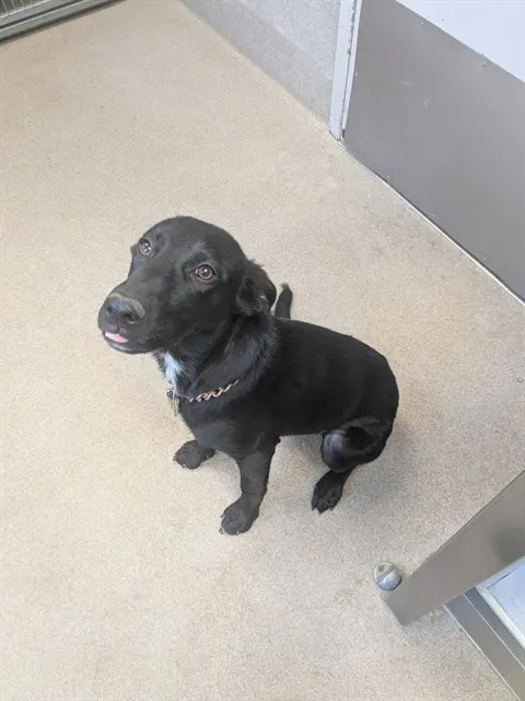 Adoptable Dog