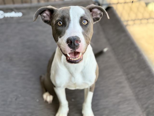 Adoptable Dog