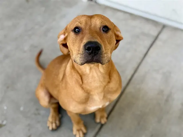 Adoptable Dog