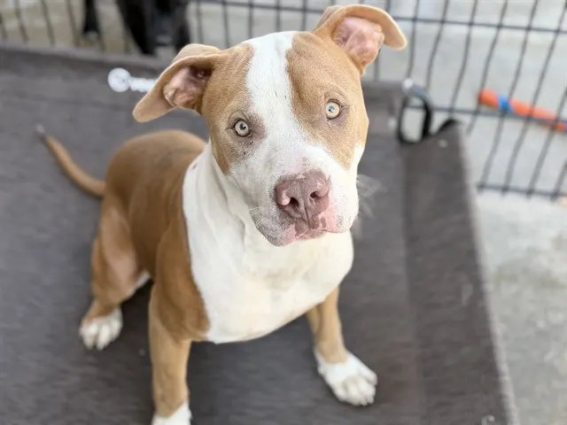 Adoptable Dog