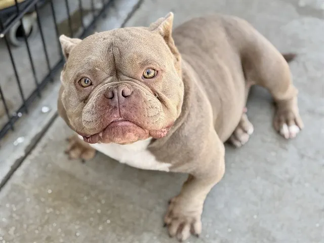 Adoptable Dog