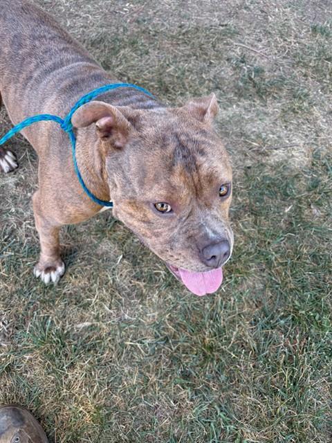 Adoptable Dog